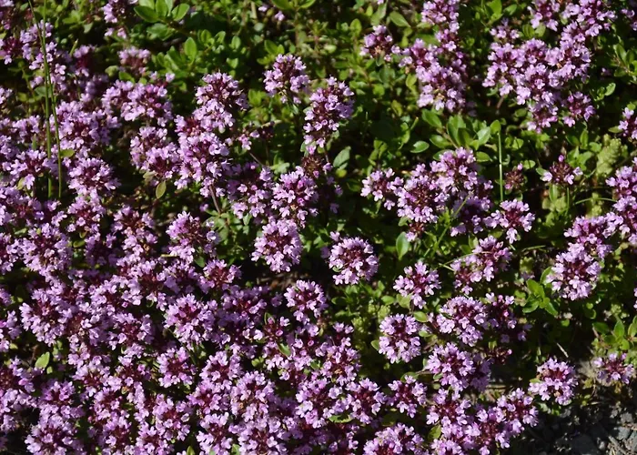 Kristina/hebalm דויטשלנדסברג